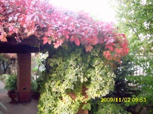 IMG_0817
