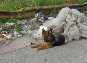Cane abbandonato e lagato al guard-rail dell'autostrada