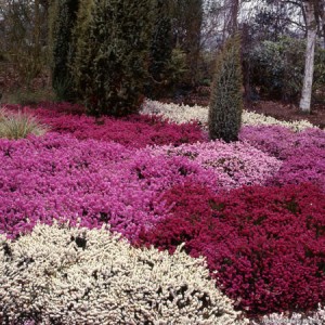 erica_carnea