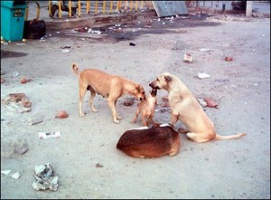 cani randagi 4