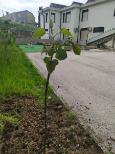 piantiamo un albero
